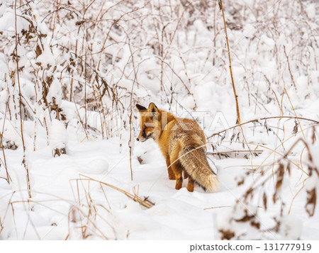 European Red Fox (Vulpes vulpes) in winter forest 131777919
