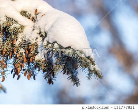 Green fir branches in winter covered with snow 131777921
