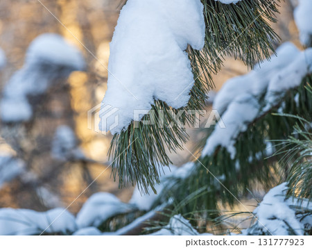Cedar branches with long fluffy needles in winter covered with snow Cedar branches with long fluffy needles in winter covered with snow 131777923
