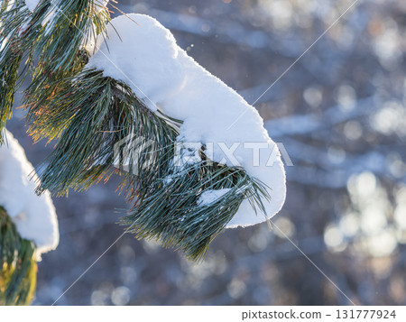 Cedar branches with long fluffy needles in winter covered with snow Cedar branches with long fluffy needles in winter covered with snow 131777924