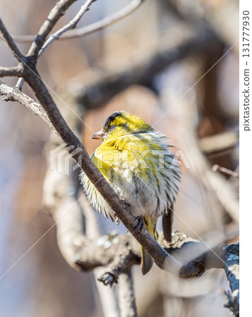 Eurasian siskin male, latin name spinus spinus, sitting on branch of tree. Cute little yellow songbird. Eurasian siskin male, latin name spinus spinus, sitting on branch of tree. Cute little yellow songbird. 131777930