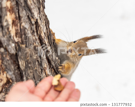 Squirrel eats nuts from a man's hand. Caring for animals in winter or autumn. Squirrel eats nuts from a man's hand. Caring for animals in winter or autumn. 131777932