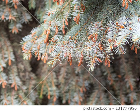 Background of green spruce branches in sunset light 131777956