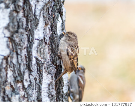 Sparrow sits on tree trunk on autumn background 131777957