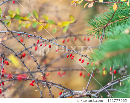 Branches of a barberry Bush with ripe red barberry berries 131777965