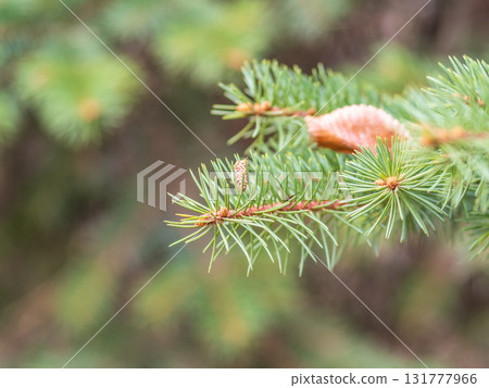 Background of green spruce branches in sunset light 131777966
