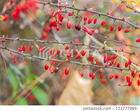 Branches of a barberry Bush with ripe red barberry berries 131777969