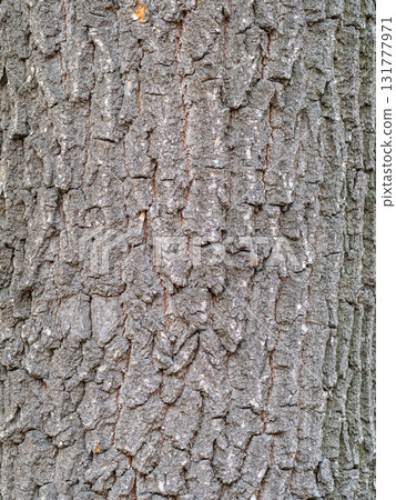 Bark texture and background of a old tree trunk. Detailed bark texture. Bark texture and background of a old tree trunk. Detailed bark texture. 131777971