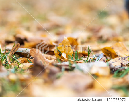 Orange, brown and yellow fallen oak leaves in the sunlight. 131777972