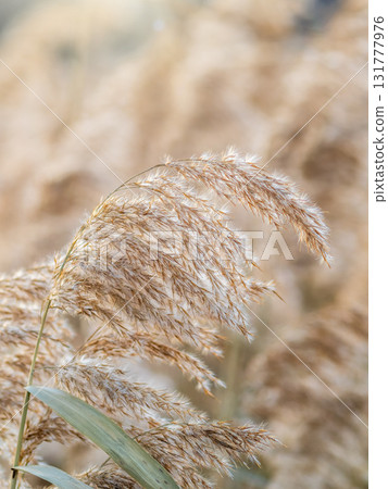 Yellow autumn fluffy feather grass with seeds on curved stems in light wind. Hello autumn concept. Natural background with copy space Yellow autumn fluffy feather grass with seeds on curved stems in light wind. Hello autumn concept. Natural background with copy space 131777976
