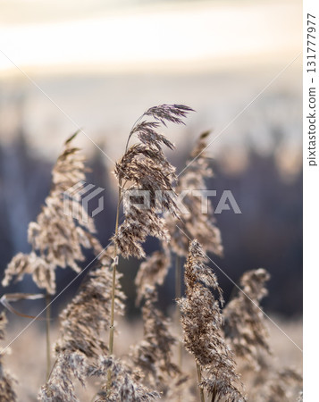 Yellow autumn fluffy feather grass with seeds on curved stems in light wind. Hello autumn concept. Natural background with copy space Yellow autumn fluffy feather grass with seeds on curved stems in light wind. Hello autumn concept. Natural background with copy space 131777977