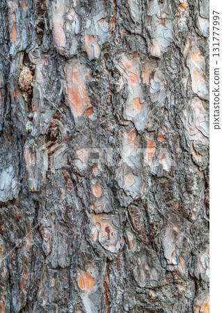 Old wood pine bark texture or background. 131777997