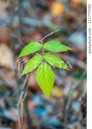Branches with orange, red and yellow leaves in the autumn park. 131777998