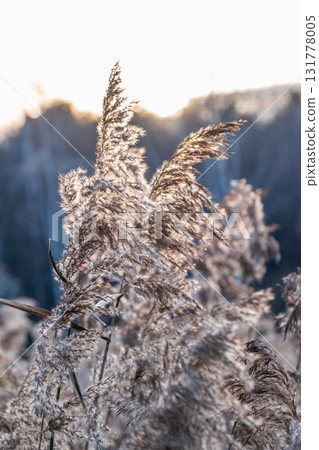 Yellow autumn fluffy feather grass with seeds on curved stems in light wind. Hello autumn concept. Natural background with copy space 131778005