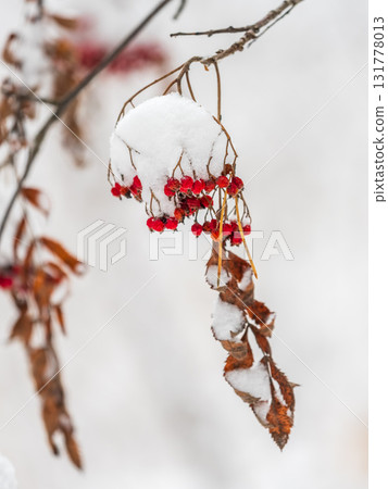 Red Rowan Berries Covered With Fresh Snow. 131778013