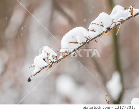 Tree branches in winter covered with snow and frost in snowfall. Frozen tree branches. 131778015