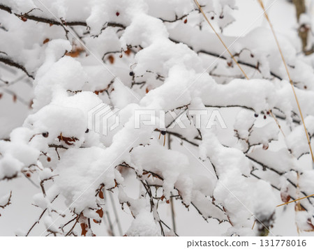 Tree branches in winter covered with snow and frost in snowfall. Frozen tree branches. Tree branches in winter covered with snow and frost in snowfall. Frozen tree branches. 131778016
