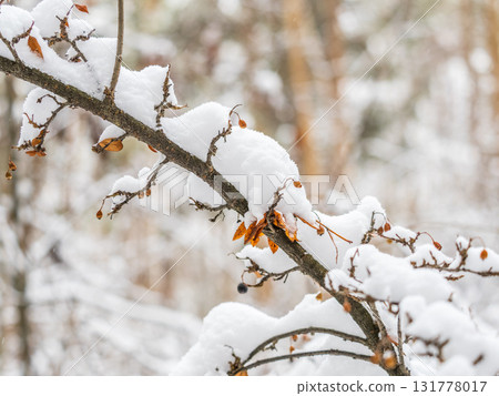 Tree branches in winter covered with snow and frost in snowfall. Frozen tree branches. Tree branches in winter covered with snow and frost in snowfall. Frozen tree branches. 131778017