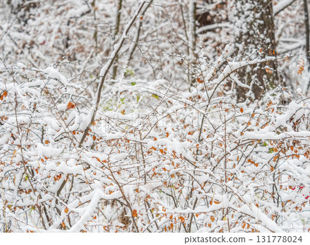 Tree branches in winter covered with snow and frost in snowfall. Frozen tree branches. Tree branches in winter covered with snow and frost in snowfall. Frozen tree branches. 131778024