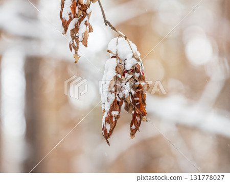 Tree branches in winter covered with snow and frost in snowfall. Frozen tree branches. 131778027
