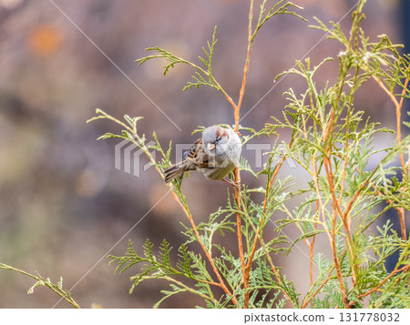 Sparrow sits on a fir branch in the sunset light. 131778032
