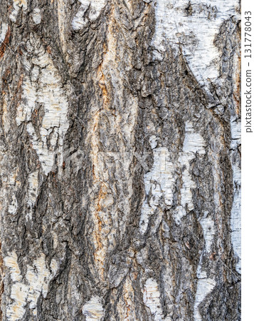 The texture of the birch bark. The texture of the birch bark. 131778043