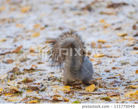 Autumn squirrel sits on green grass with yellow fallen leaves covered with first snow. Eurasian red squirrel, Sciurus vulgaris Autumn squirrel sits on green grass with yellow fallen leaves covered with first snow. Eurasian red squirrel, Sciurus vulgaris 131778049