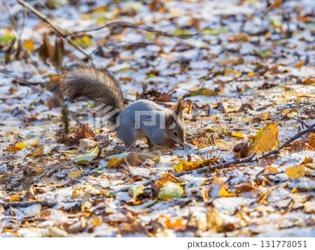 Autumn squirrel sits on green grass with yellow fallen leaves covered with first snow. Eurasian red squirrel, Sciurus vulgaris 131778051