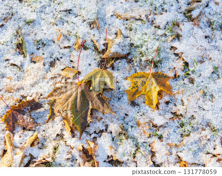 First snow on the green grass and fallen leaves in autumn. Yellow and green fallen leaves on the grass with snow. First snow on the green grass and fallen leaves in autumn. Yellow and green fallen leaves on the grass with snow. 131778059