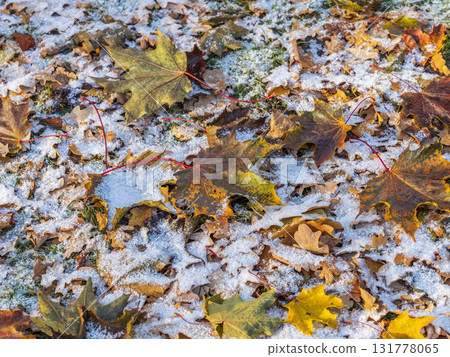 First snow on the green grass and fallen leaves in autumn. Yellow and green fallen leaves on the grass with snow. 131778065
