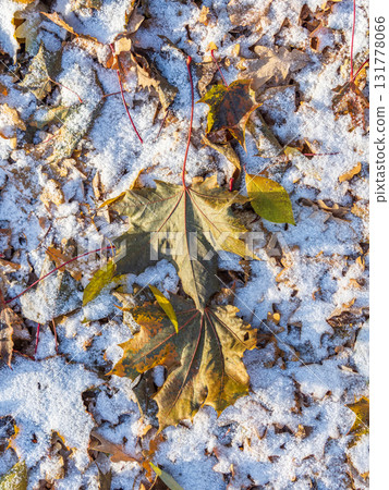 First snow on the green grass and fallen leaves in autumn. Yellow and green fallen leaves on the grass with snow. 131778066