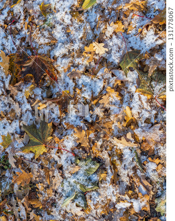First snow on the green grass and fallen leaves in autumn. Yellow and green fallen leaves on the grass with snow. 131778067