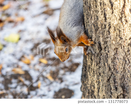 Portrait of a squirrel on a tree trunk 131778073