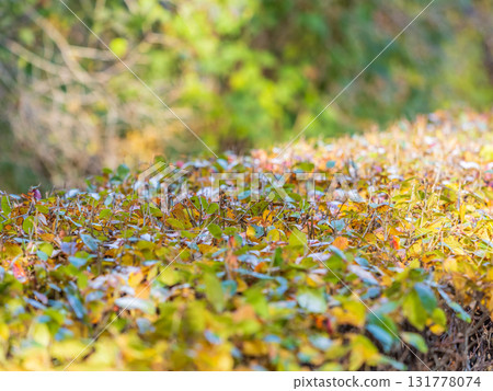 Bush with green and yellow leaves in trimmed branches in autumn park Bush with green and yellow leaves in trimmed branches in autumn park 131778074