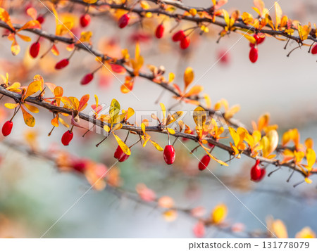 Branches of a barberry Bush with ripe red barberry berries 131778079