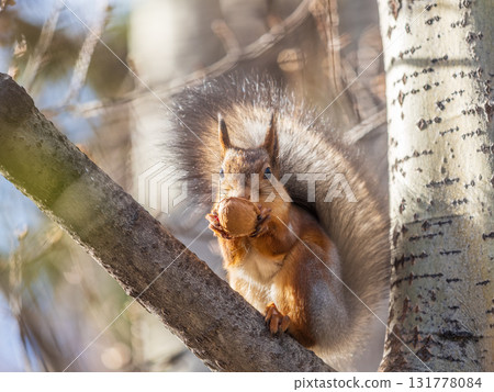 The squirrel with nut sits on tree in the autumn. Eurasian red squirrel, Sciurus vulgaris. 131778084