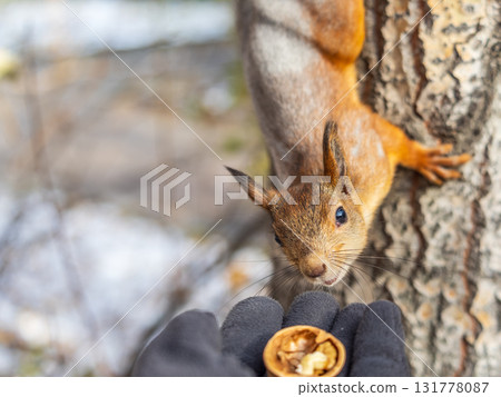 A squirrel in the autumn eats nuts from a human hand. Eurasian red squirrel, Sciurus vulgaris A squirrel in the autumn eats nuts from a human hand. Eurasian red squirrel, Sciurus vulgaris 131778087