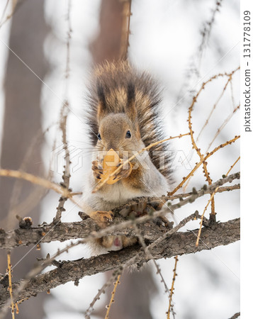 The squirrel with nut sits on tree in the winter or late autumn The squirrel with nut sits on tree in the winter or late autumn 131778109
