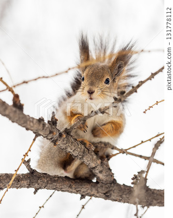 The squirrel sits on a branches without leaves in the winter or autumn 131778112