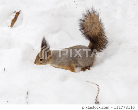 The squirrel in winter sits on white snow. 131778116
