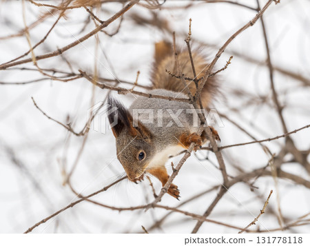 The squirrel sits on a branches without leaves in the winter or autumn 131778118