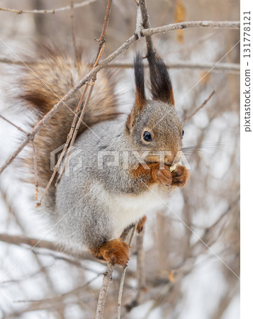 The squirrel with nut sits on tree in the winter or late autumn 131778121
