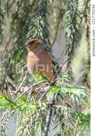 Common chaffinch, Fringilla coelebs, sits on a tree. Common chaffinch in wildlife. 131778146
