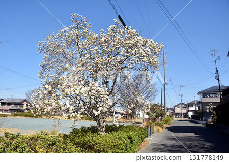 White magnolias in the park in full bloom White magnolias in the park in full bloom 131778149
