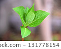 繡球花的葉子發芽了 131778154