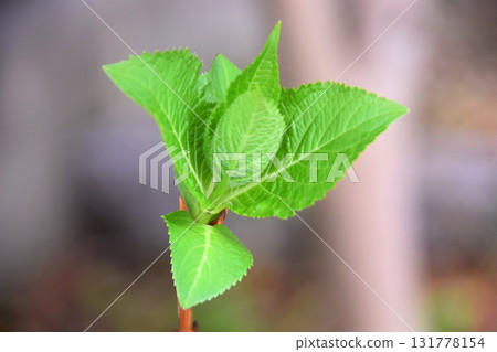 Sprouting hydrangea leaves Sprouting hydrangea leaves 131778154