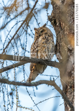 Long-eared owl (Asio otus), looking forward with wide opened eyes Long-eared owl (Asio otus), looking forward with wide opened eyes 131778165