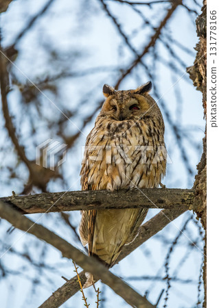 Long-eared owl (Asio otus), looking forward with wide opened eyes 131778166