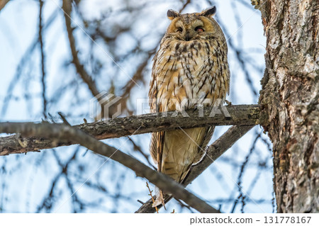 Long-eared owl (Asio otus), looking forward with wide opened eyes Long-eared owl (Asio otus), looking forward with wide opened eyes 131778167