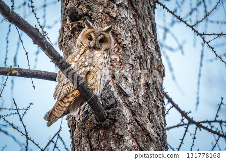Long-eared owl (Asio otus), looking forward with wide opened eyes 131778168